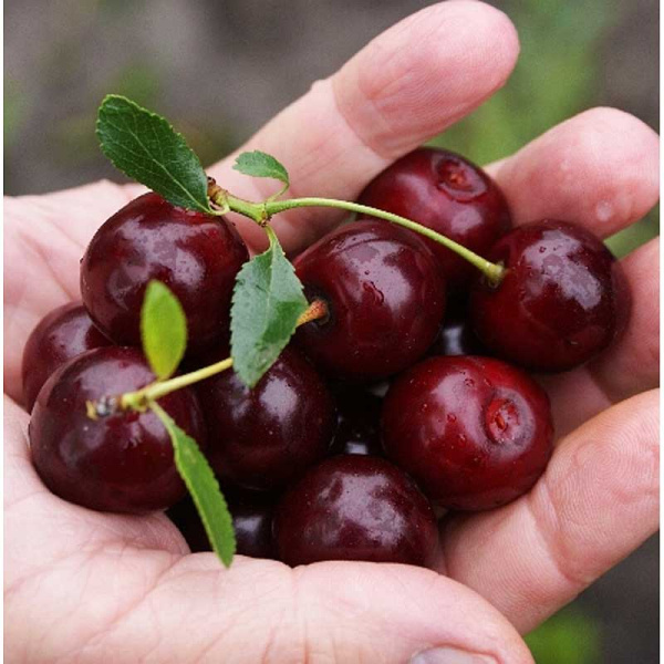 Вишня Кармин Джуел P9