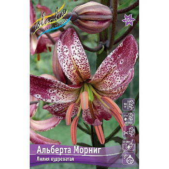 Лилия Альберта Морниг 14/16 2 шт