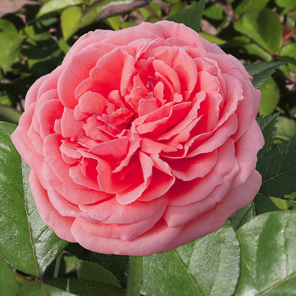 Роза флорибунда Кимоно Садовита