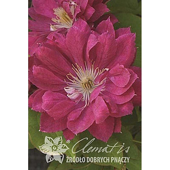 Клематис Акафуджи P9