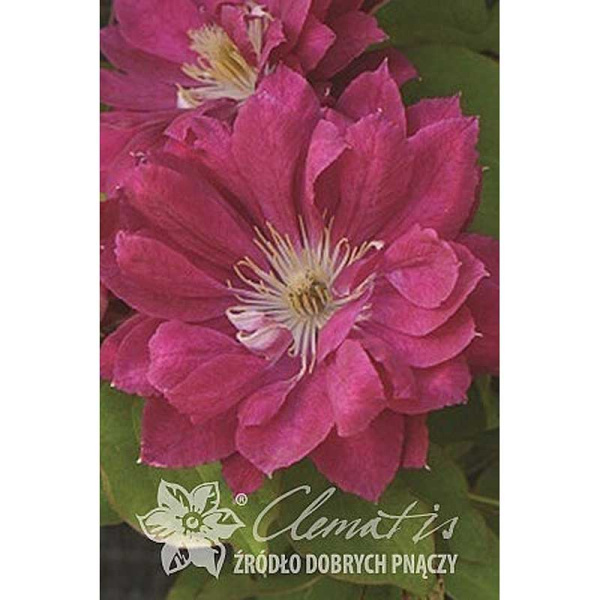 Клематис Акафуджи P9
