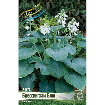 Хоста Брессингхам Блю 1 n 25 шт Биг-пак 5945
