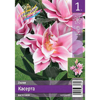 Лилия Касерта 12/14 1 Эконом шт