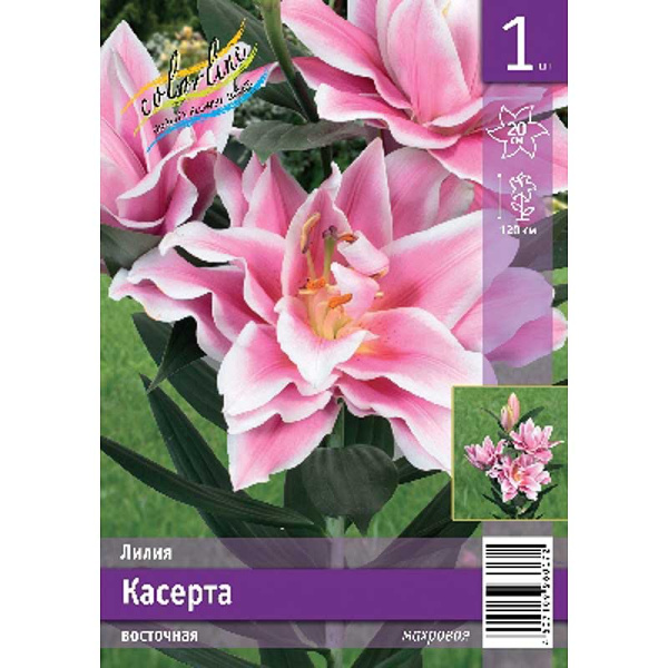 Лилия Касерта 12/14 1 Эконом шт