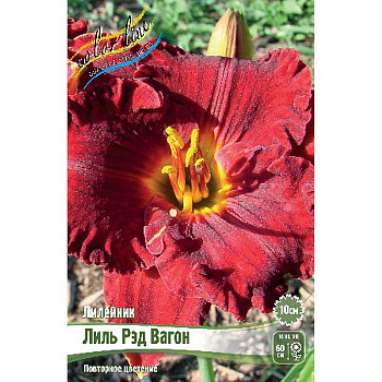 Лилейник Лиль Рэд Вагон I 25 шт Биг-пак 7838 