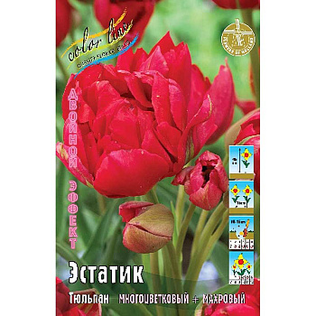 Тюльпан Эстатик 11/12 8 шт 