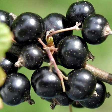 Смородина черная Краса Львова Садовита