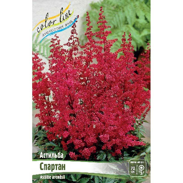 Астильба Спартан 2/3 n 1 шт