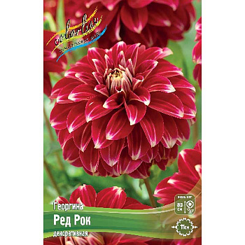 Георгина Ред Рок I 15 шт Шоу-бокс 9005