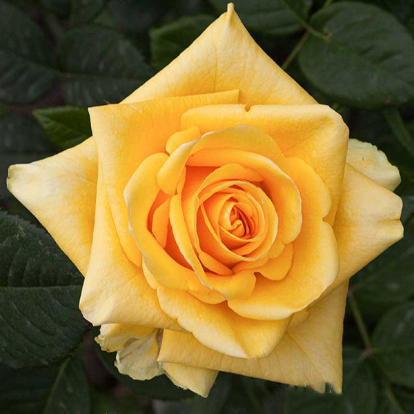 Роза чайно-гибридная Дежавю Садовита