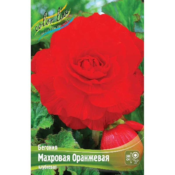 Бегония Махровая Лососевая 5/6 3 шт 