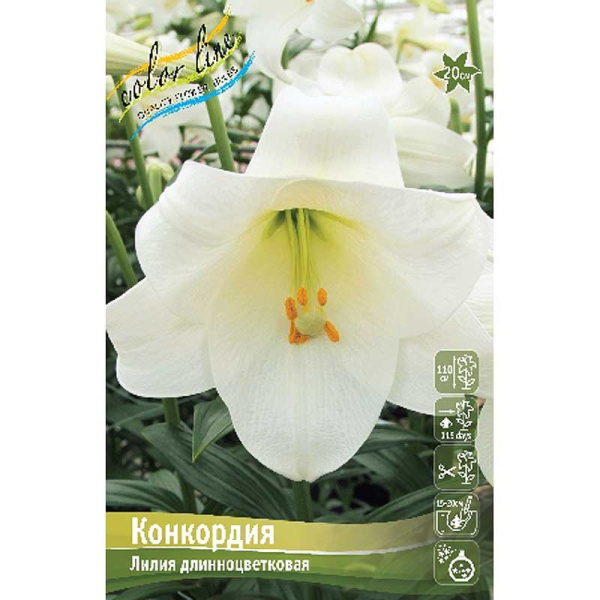 Лилия Конкордия 12/14 5 шт 