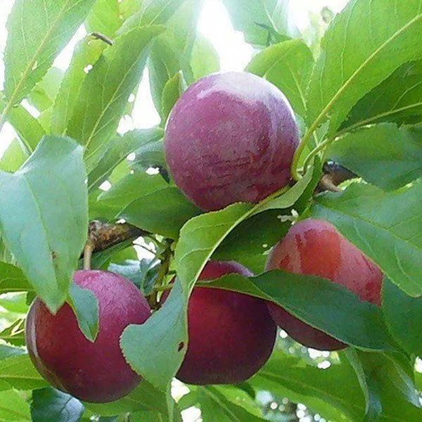 Слива Метеор Садовита