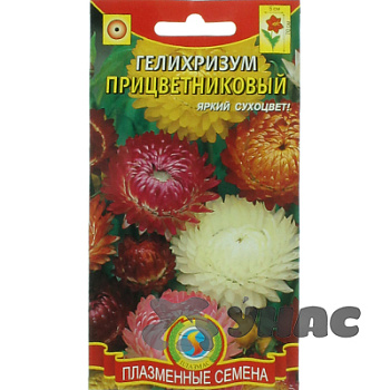 Гелихризум прицветниковый Плазма Ц 