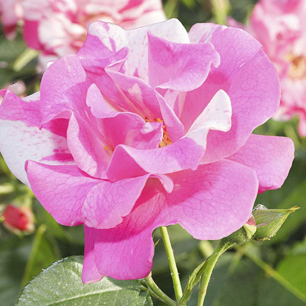 Роза шраб Роза Мунди Садовита