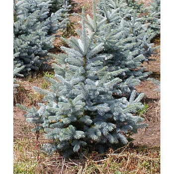 Ель Колючая Глаука Супер Блю Сидлинг C1.5