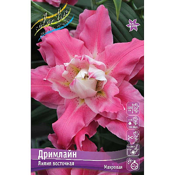 Лилия Дримлайн 12/14 5 шт