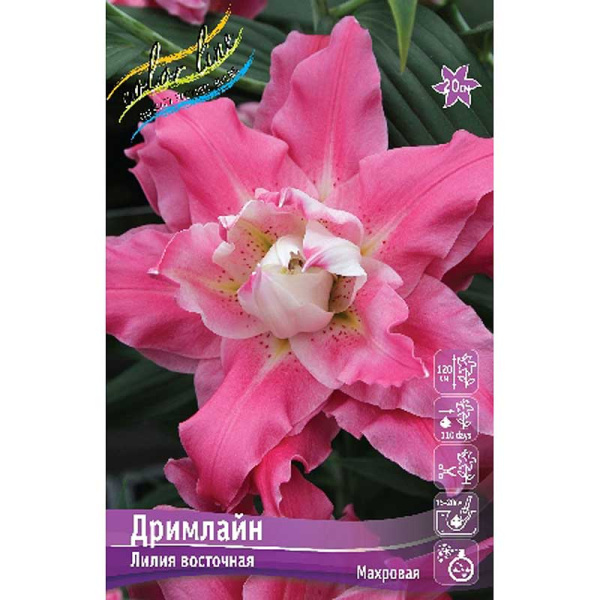 Лилия Дримлайн 12/14 5 шт