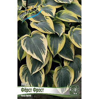 Хоста Фёрст Фрост 1 n 25 шт Биг-пак 7913