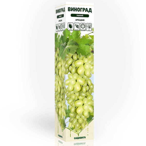 Виноград Аркадия ранний Садовита