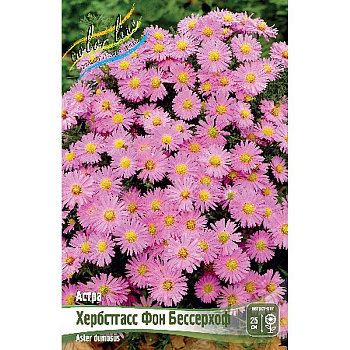 Астра Хербстгасс Фон Бессерхоф I 1 шт