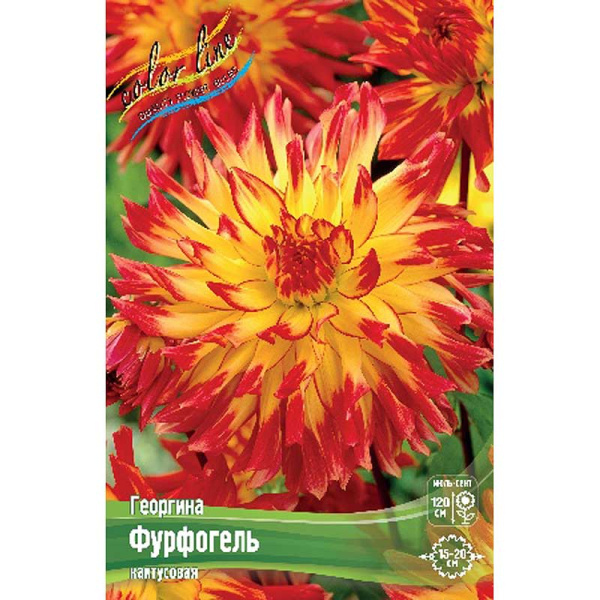 Георгина Фурфогель I 1 шт