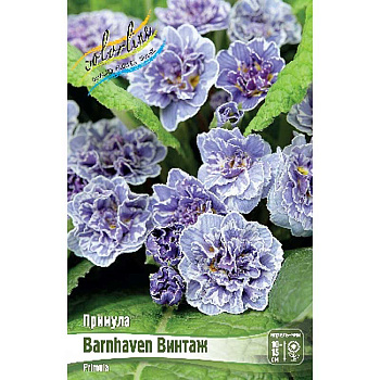 Примула Barnhaven Винтаж I 1 шт