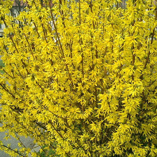 Форзиция промежуточная Бетрикс Фарранд P9 шт Садовита