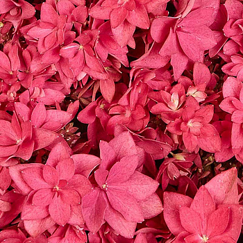 Гортензия Крупнолистовая Фрэнси Хот Пинк P12