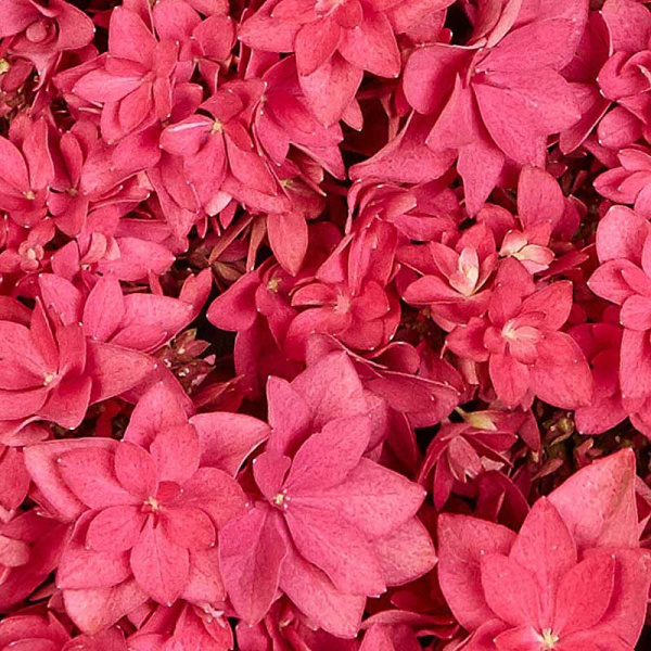 Гортензия Крупнолистовая Фрэнси Хот Пинк P12