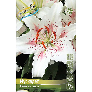 Лилия Мускадет 12/14 3 шт 