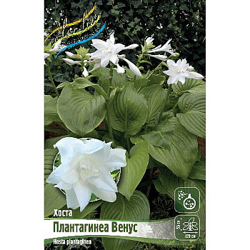 Хоста Плантагинеа Венус 1 n 25 шт Биг-Пак 7945 