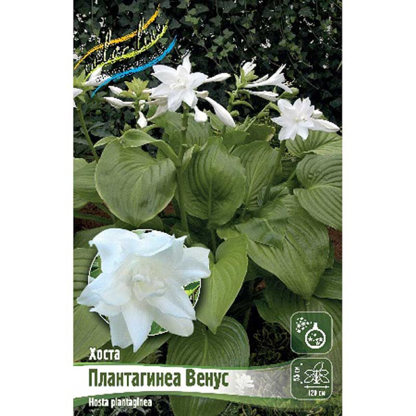 Хоста Плантагинеа Венус 1 n 25 шт Биг-Пак 7945 