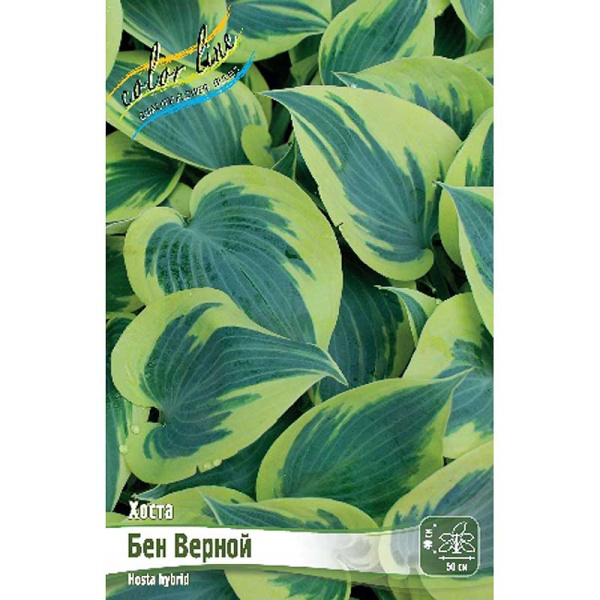 Хоста Бен Верной 1 n 25 шт Биг-пак 9765