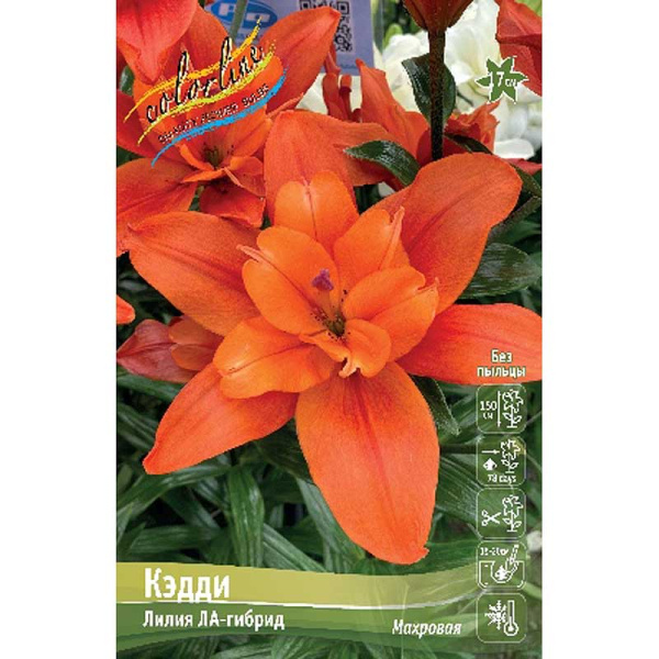 Лилия Кэдди 12/14 25 шт Биг-Пак 11486