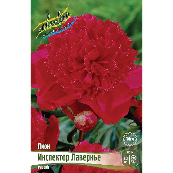 Пион Инспектор Лавернье 2/3 n 1 шт