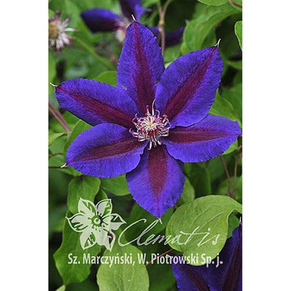 Клематис Уальдфайр P9 шт