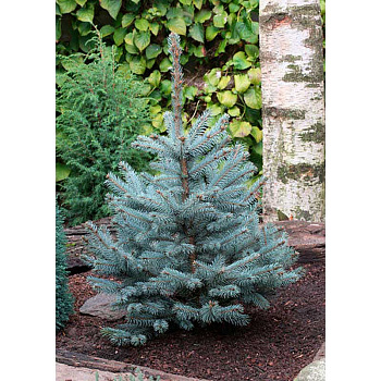 Ель Колючая Блю Даймонд P9 шт