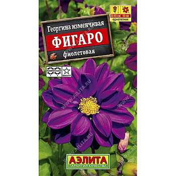 Георгин Фигаро фиолетовый махр. Аэлита Ц 