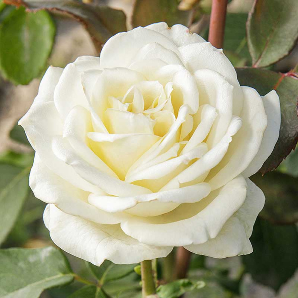 Роза чайно-гибридная Боинг Садовита