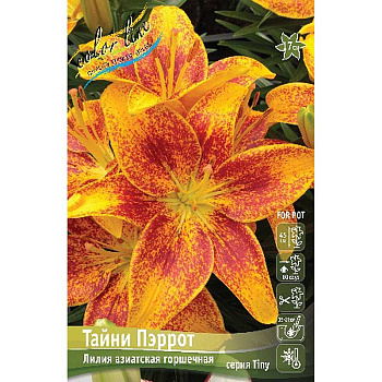 Лилия Тайни Пэррот 10/12 7 шт 