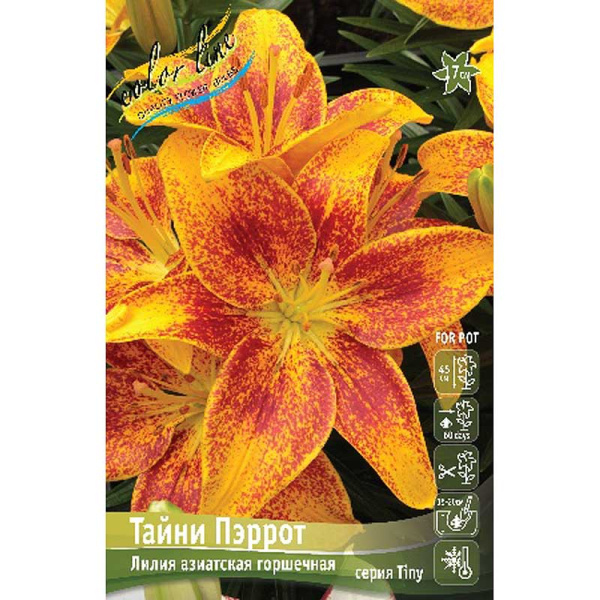 Лилия Тайни Пэррот 10/12 7 шт 