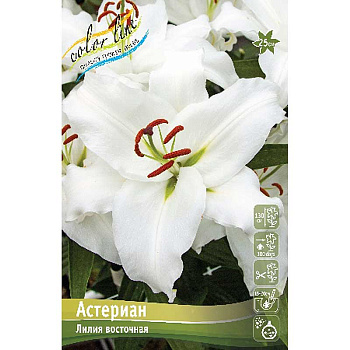 Лилия Астериан 12/14 25 шт Биг-пак 10335
