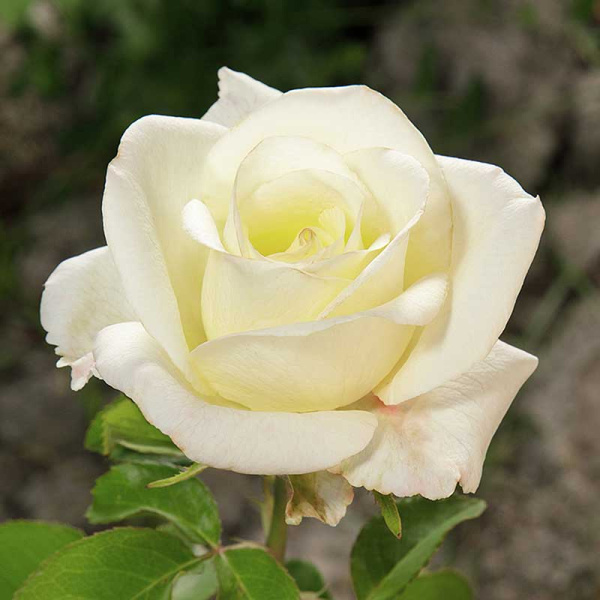 Роза чайно-гибридная Акито Садовита