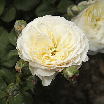 Роза шраб Транквилити (английская) Садовита