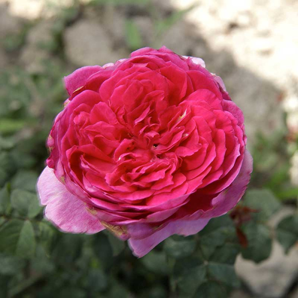 Роза шраб Янг Люсидас (английская) Садовита