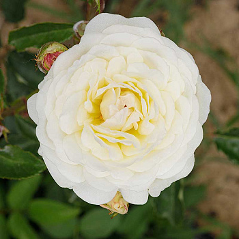 Роза флорибунда Шнеевитхен Садовита