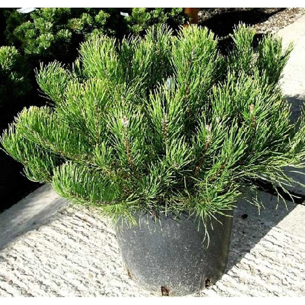 Сосна Горная Мугус P17 (C2)