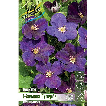 Клематис Жакмана Суперба I 2 шт