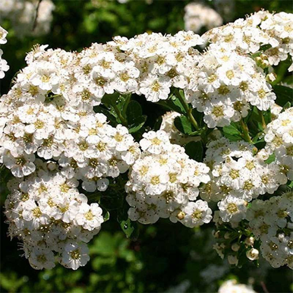 Спирея ниппонская Сноумаунд P9, шт Садовита